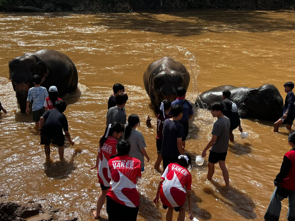 Cholchai Elephant Camp