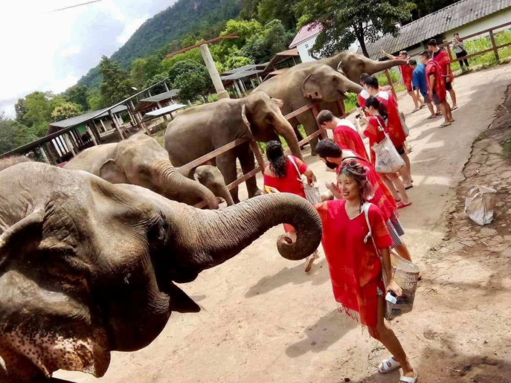 Cholchai Elephant Camp