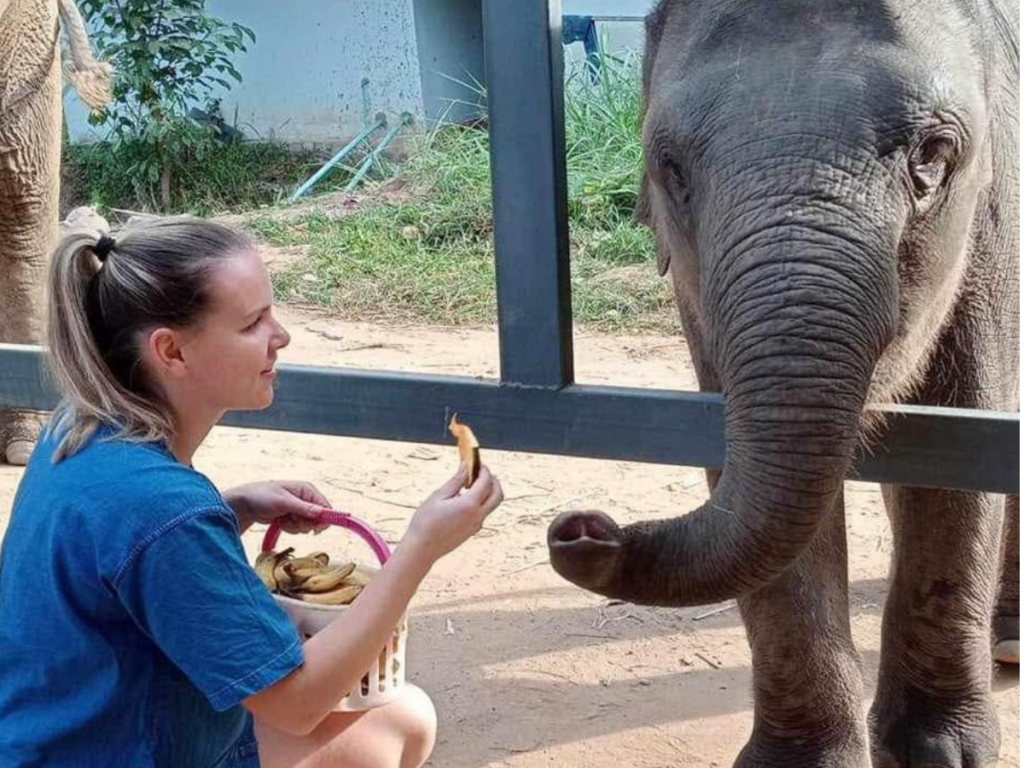 Cholchai Elephant Camp