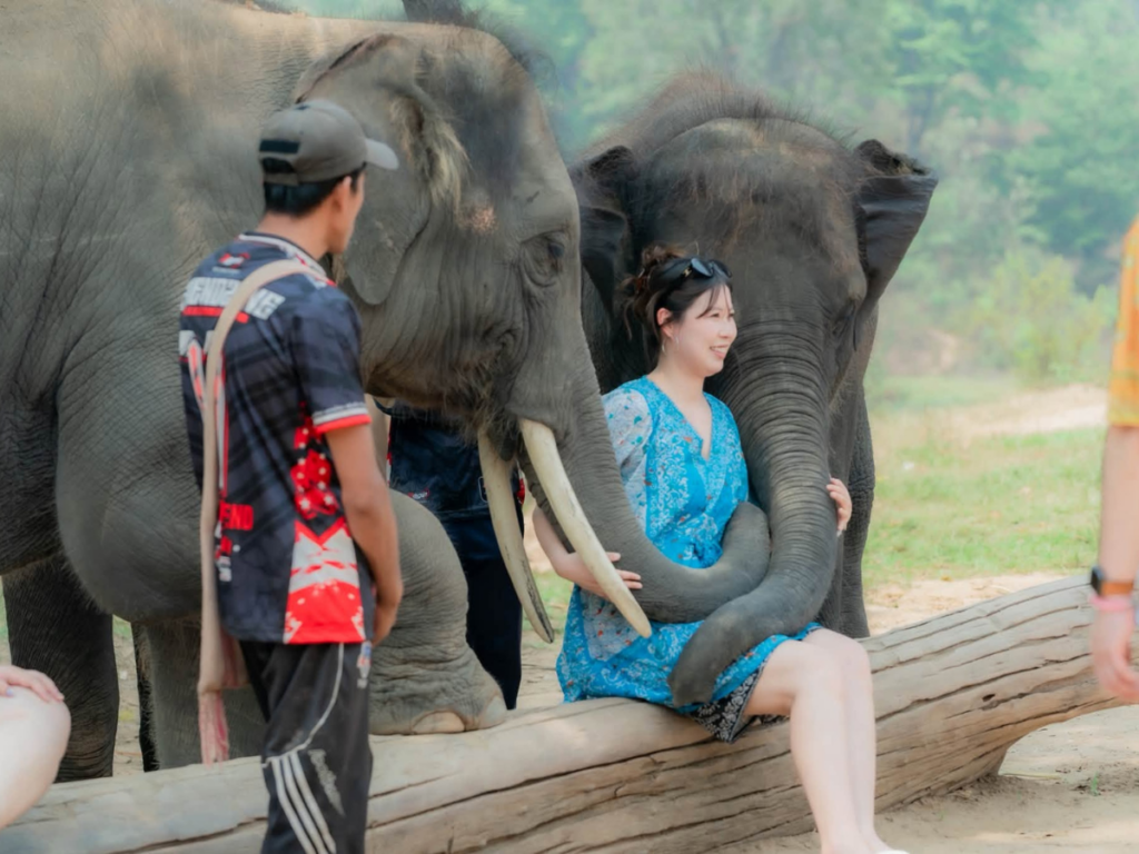 Cholchai Elephant Camp