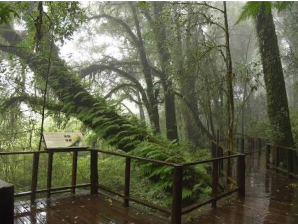 Tour Doi Inthanon National Park