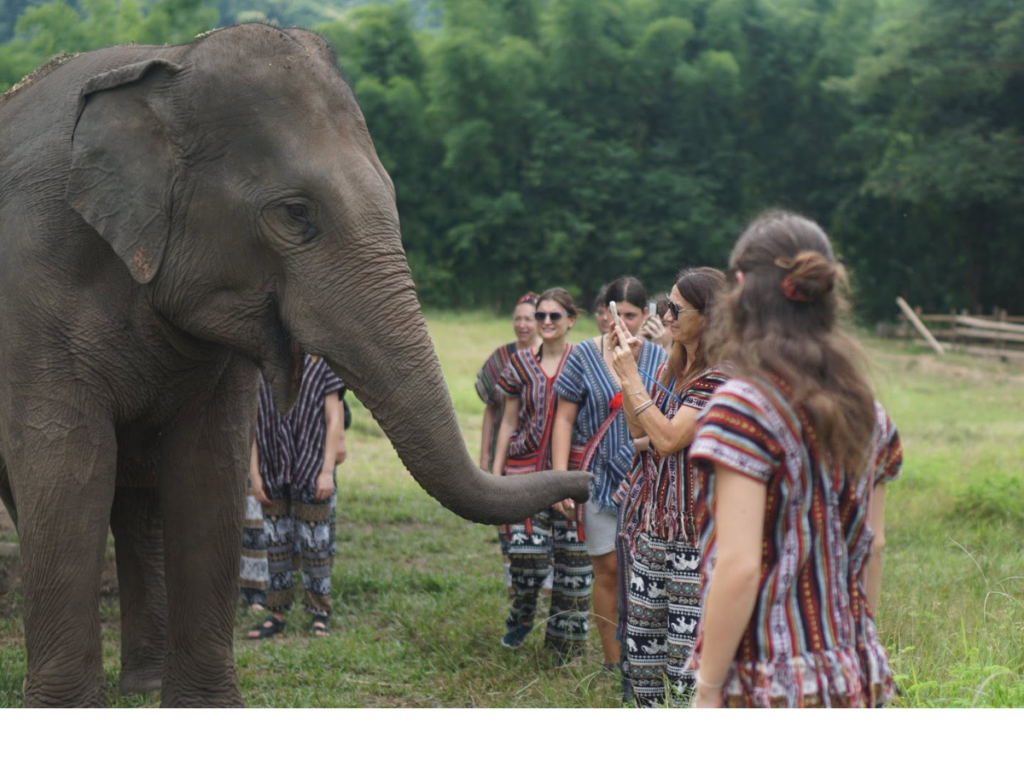 Lanna Elephant Care