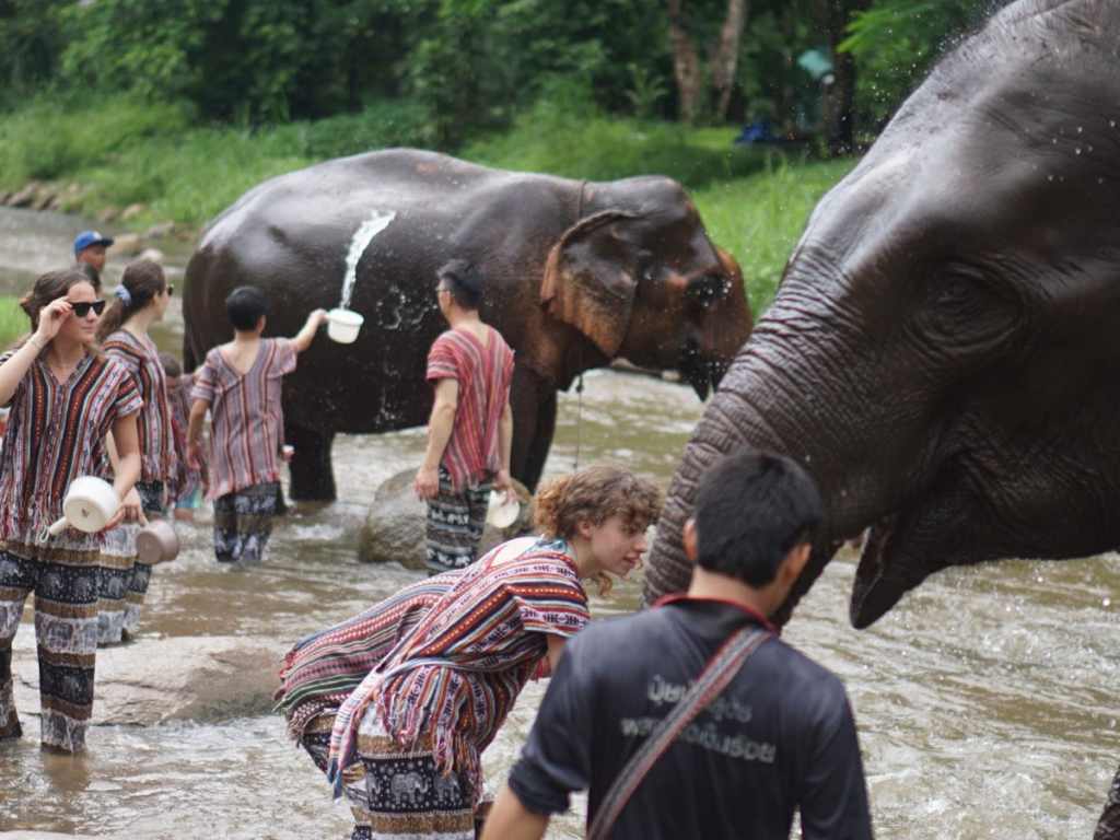 Lanna Elephant Care