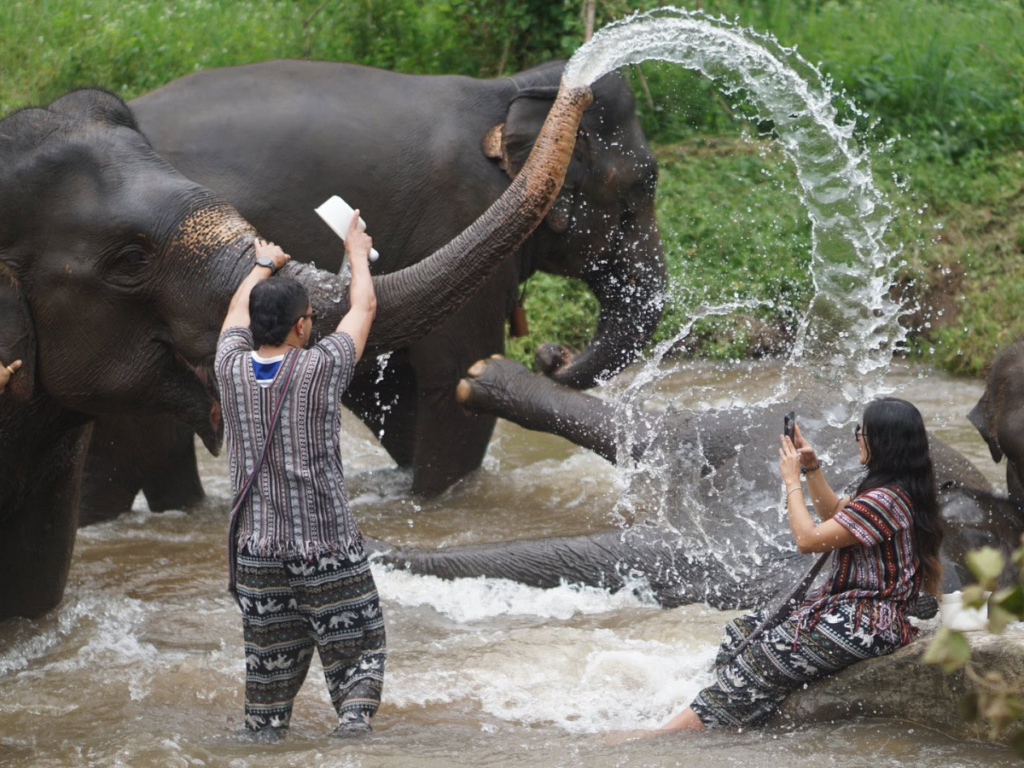 Lanna Elephant Care