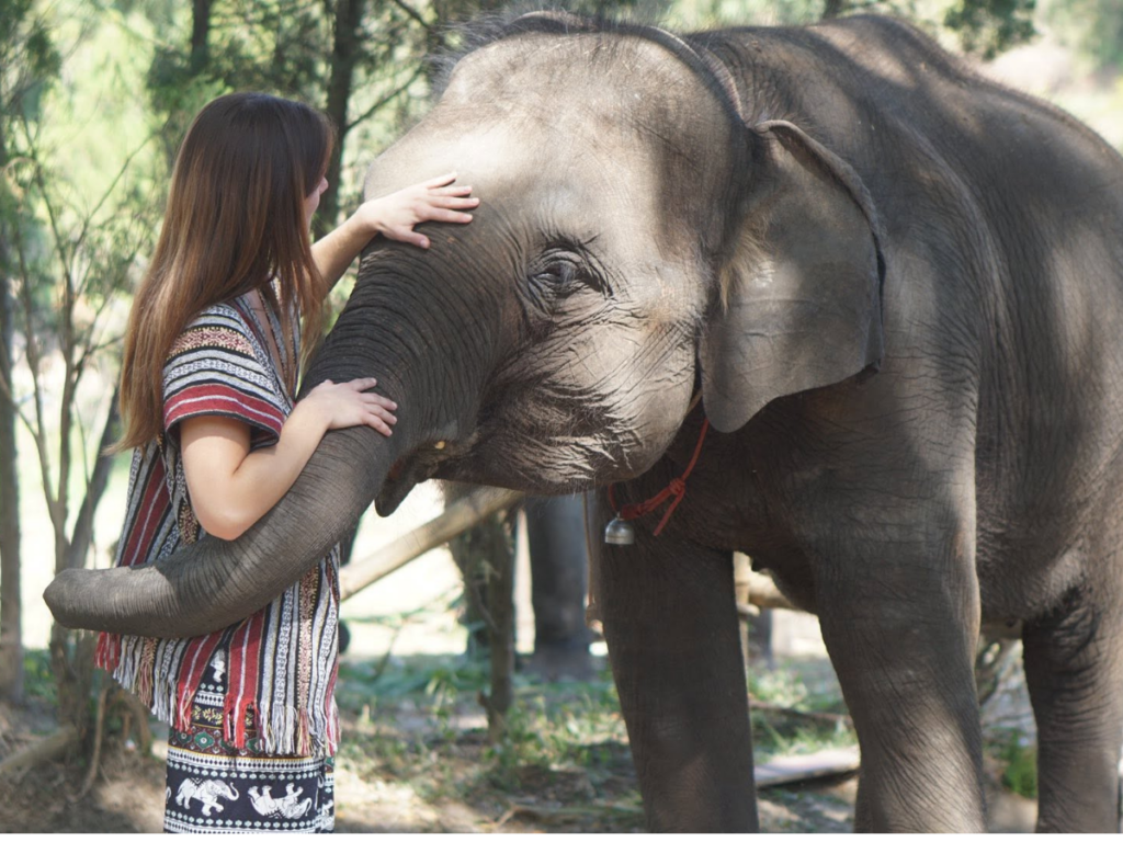 Lanna Elephant Care