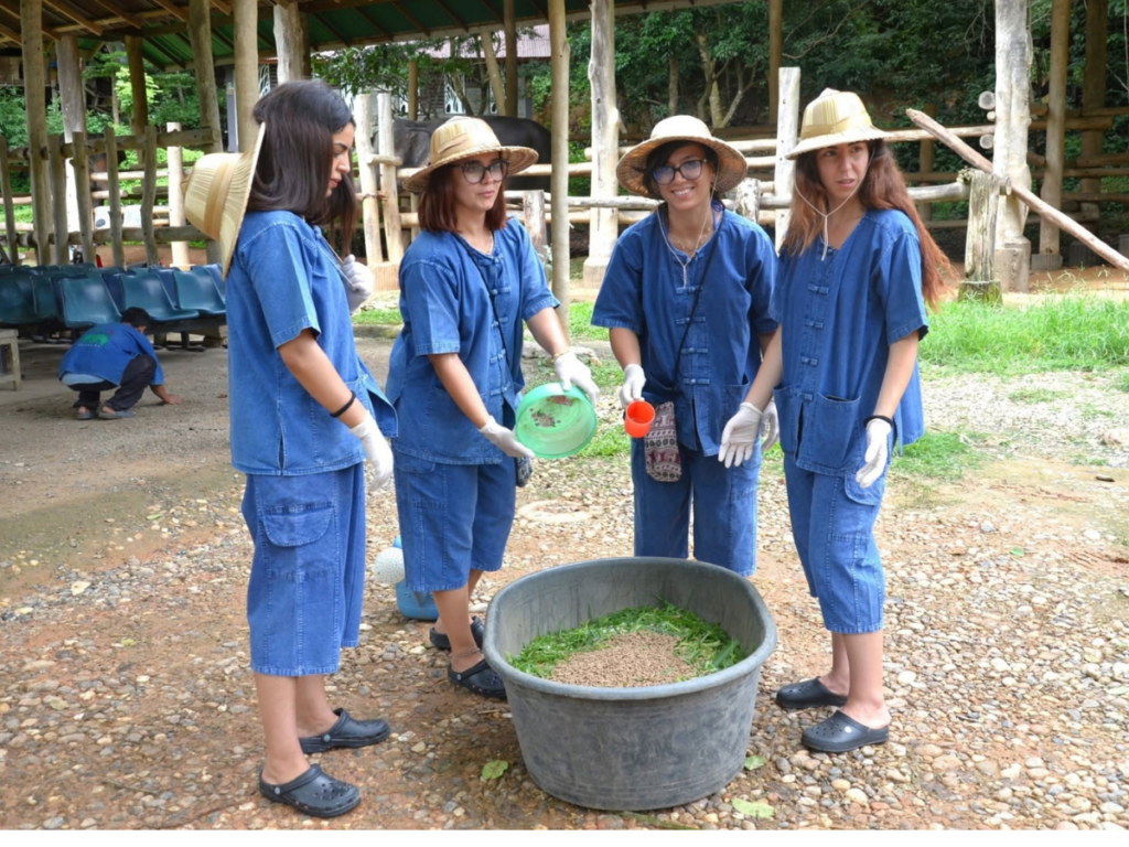 Maesa Elephant Camp