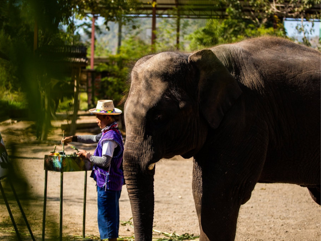 Maetaeng Elephant Park