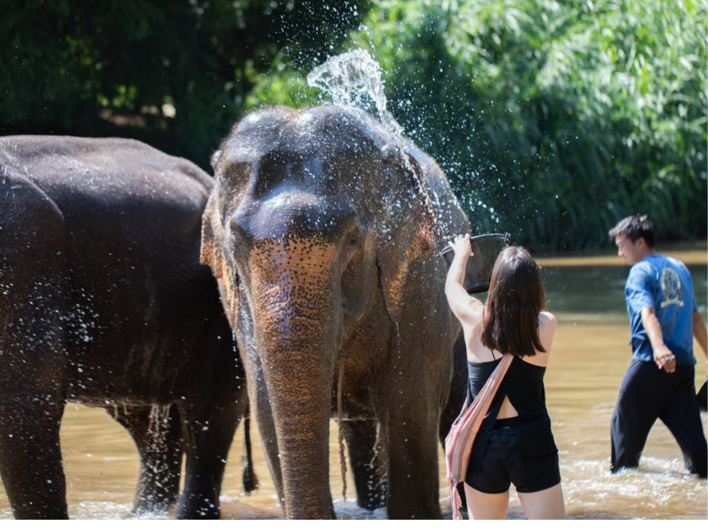 Maetaeng Elephant Park