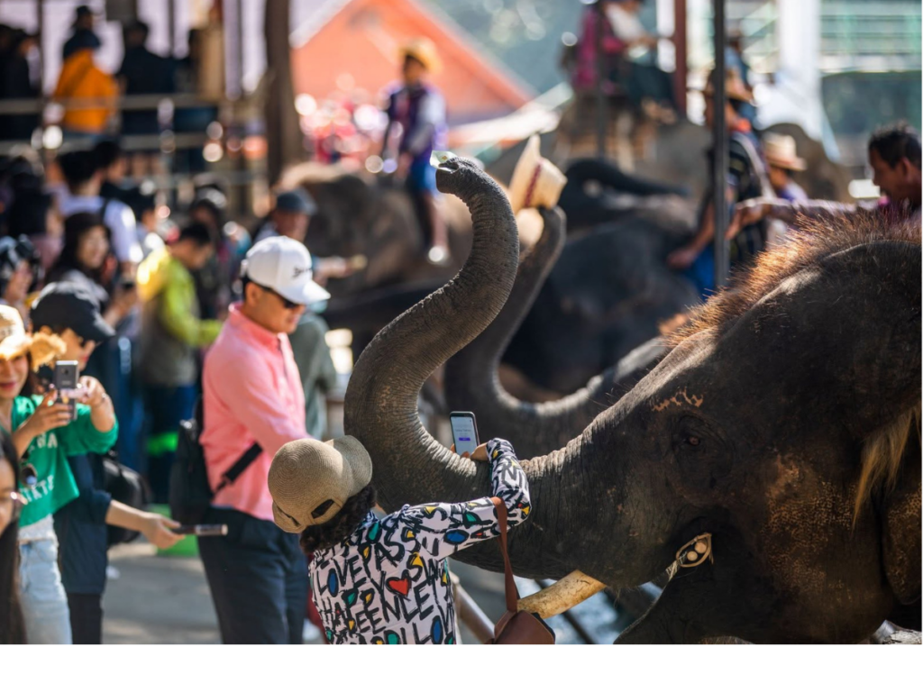 Maetaeng Elephant Park