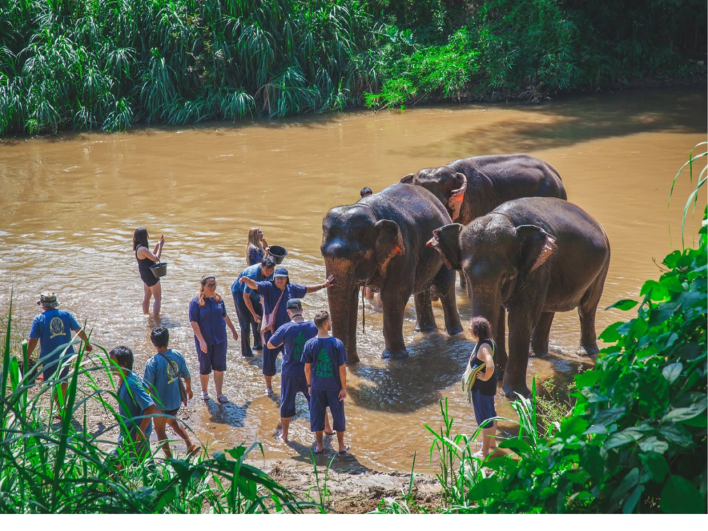 Maetaeng Elephant Park