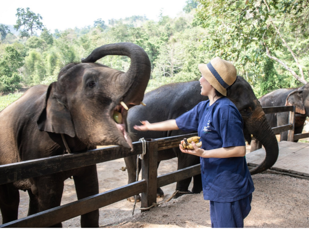 Maetaeng Elephant Park