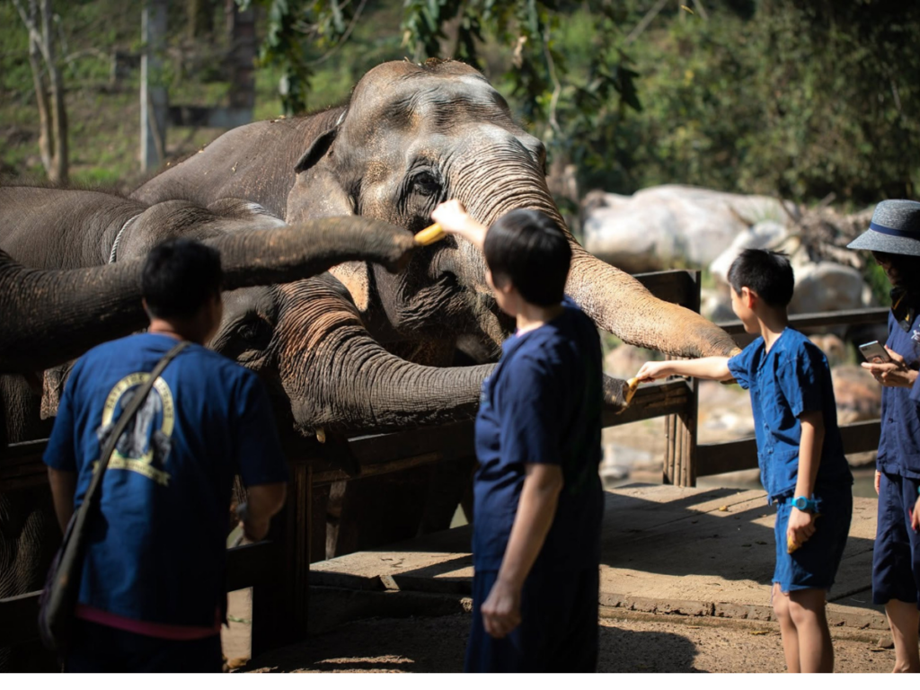 Maetaeng Elephant Park