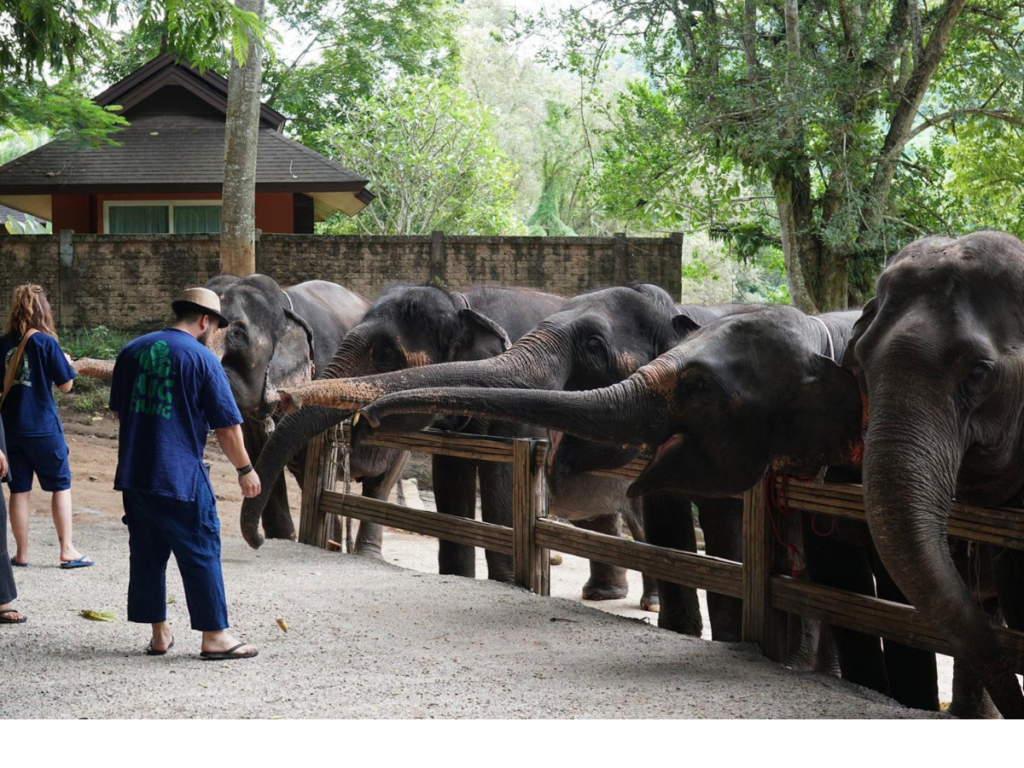 Maetaeng Elephant Park