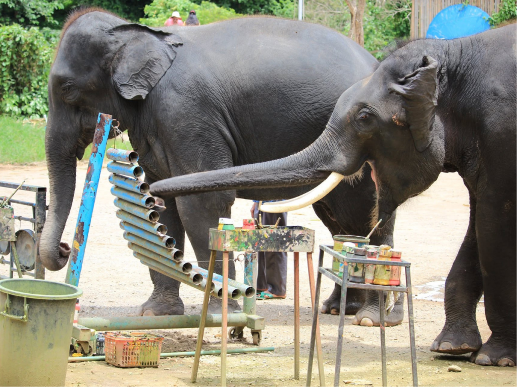 Maetaeng Elephant Park