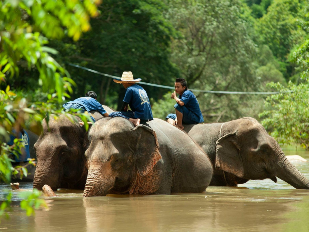 Maetaeng Elephant Park