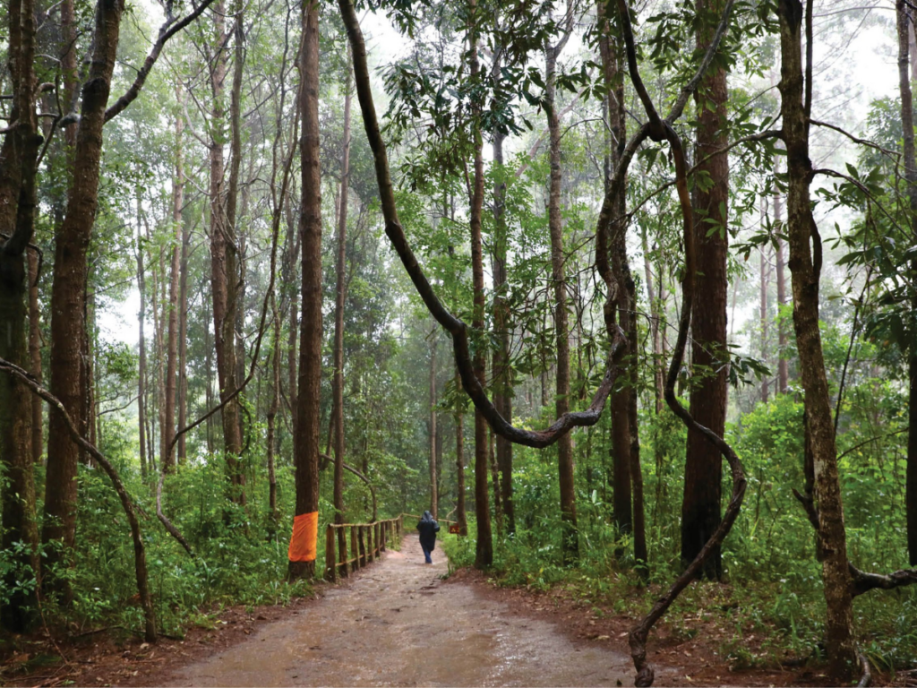 Tour Doi Inthanon National Park – Trek Pha Dok Siew