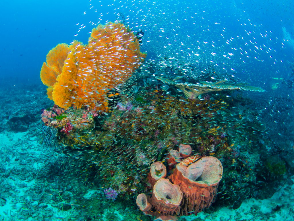A ทัวร์เกาะสิมิลัน SpeedBoat ไปเช้า-เย็นกลับ