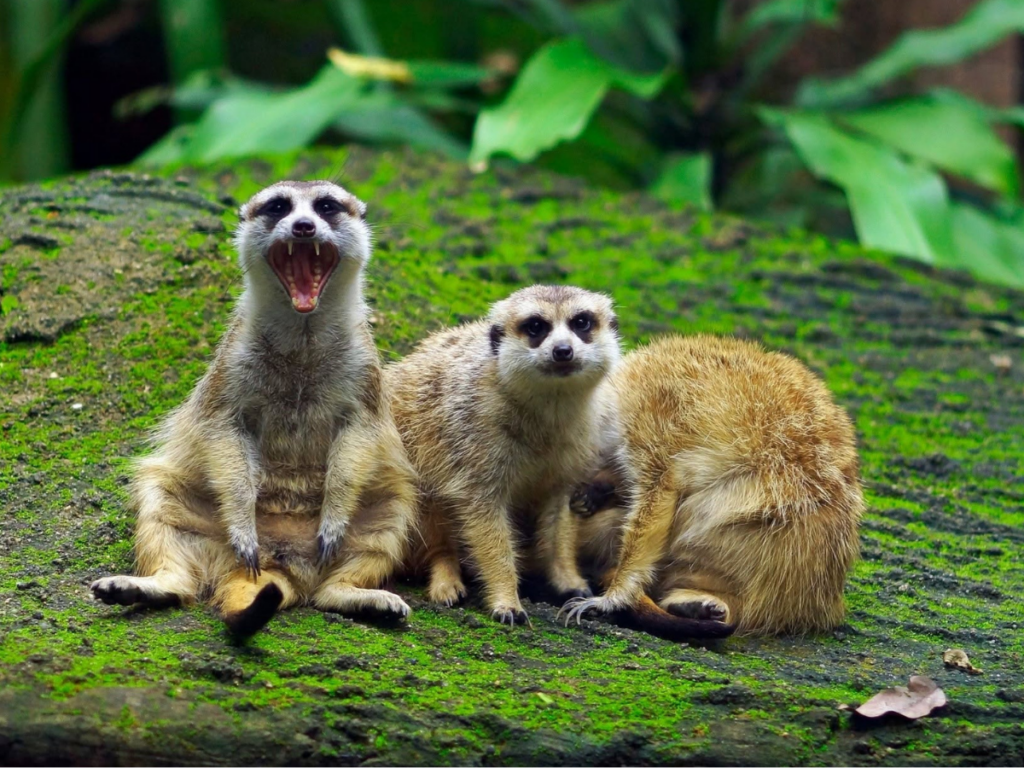 เชียงใหม่ไนท์ซาฟารี Chiang Mai Night Safari