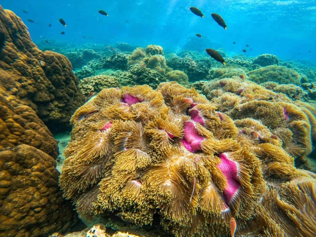 A :Cocks Comb Island เกาะหัวใจมรกต – ทะเลเมียนมา (SpeedBoat)