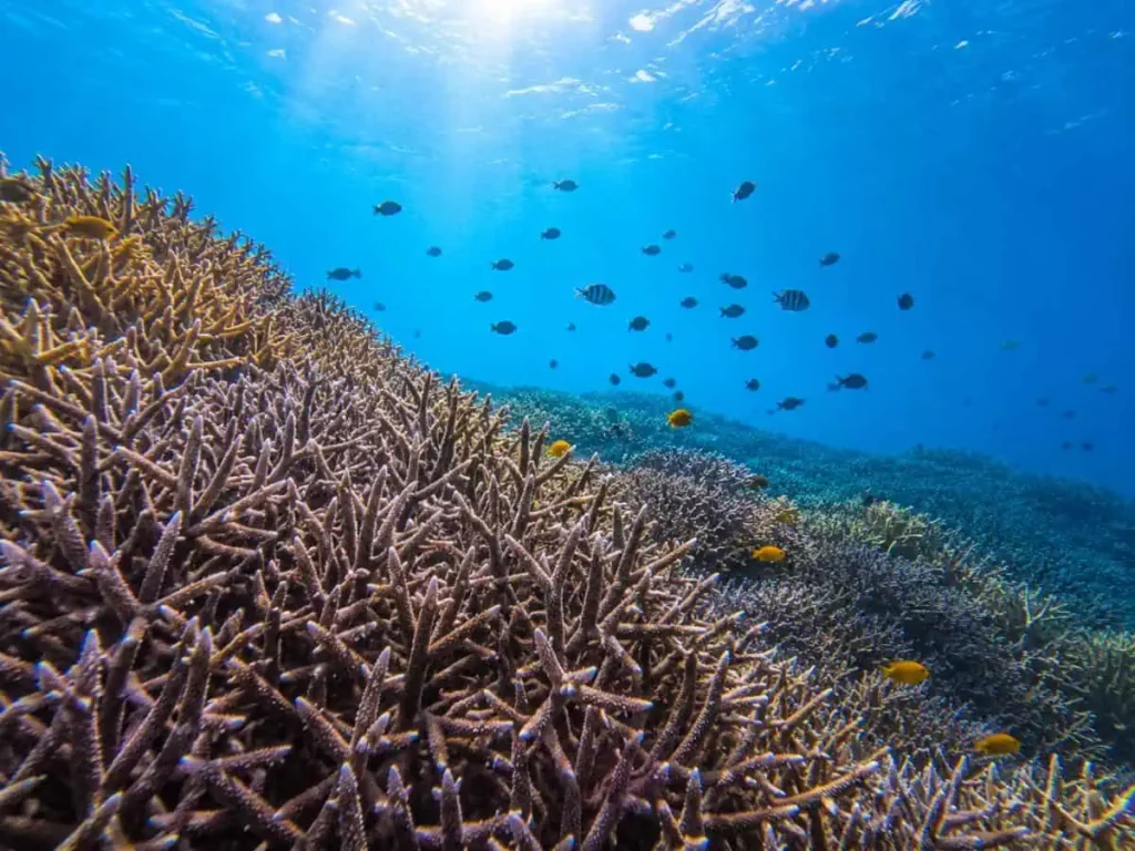 A :Cocks Comb Island เกาะหัวใจมรกต – ทะเลเมียนมา (SpeedBoat)